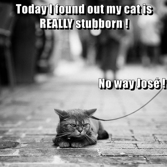 Cheezburger Image 9016148736