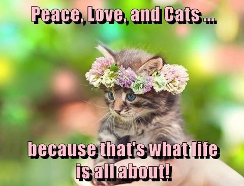 Cheezburger Image 9016150016