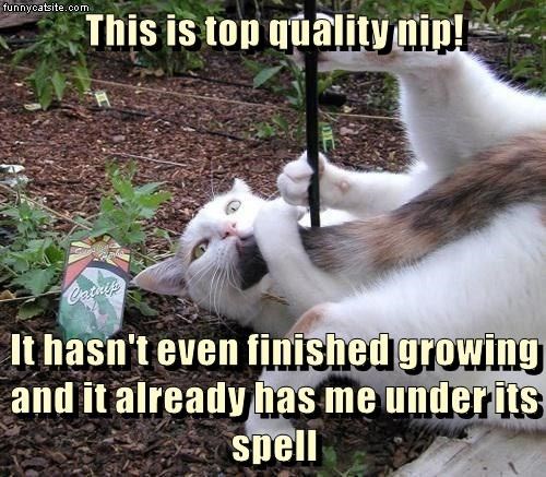 Cheezburger Image 9016174336