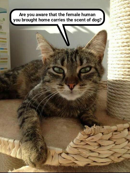 Cheezburger Image 9016241920