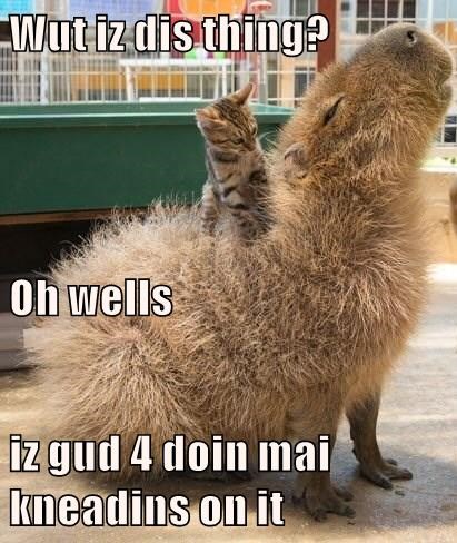 Cheezburger Image 9016429312