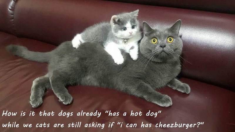 Cheezburger Image 9016872192