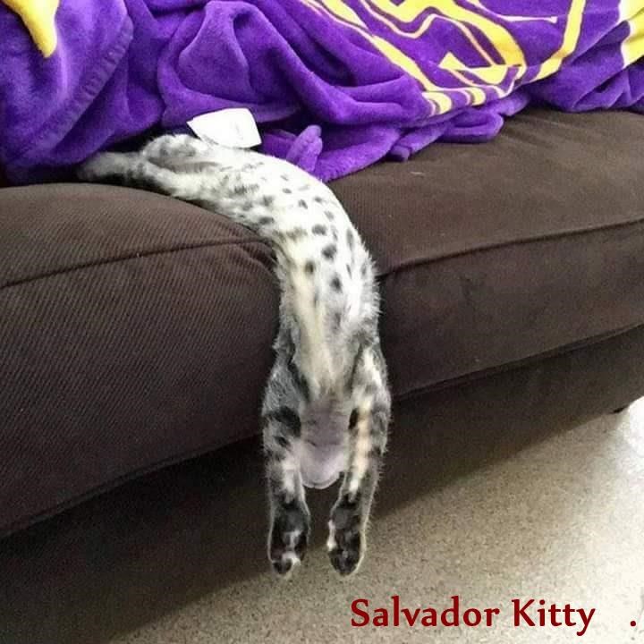 Cheezburger Image 9016878336