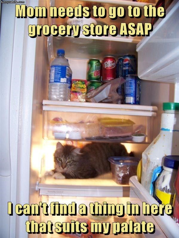 Cheezburger Image 9016948480