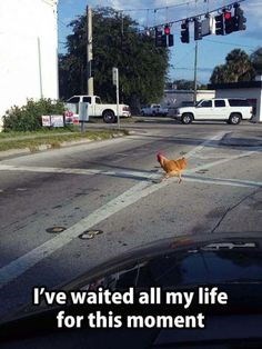 A chicken walking across a road