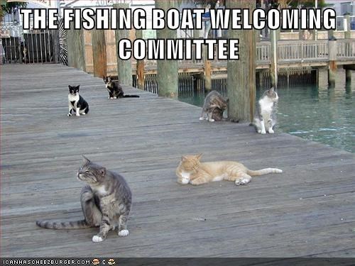 a picture of a bunch of cats waiting for the fishing boat to come back into the dock