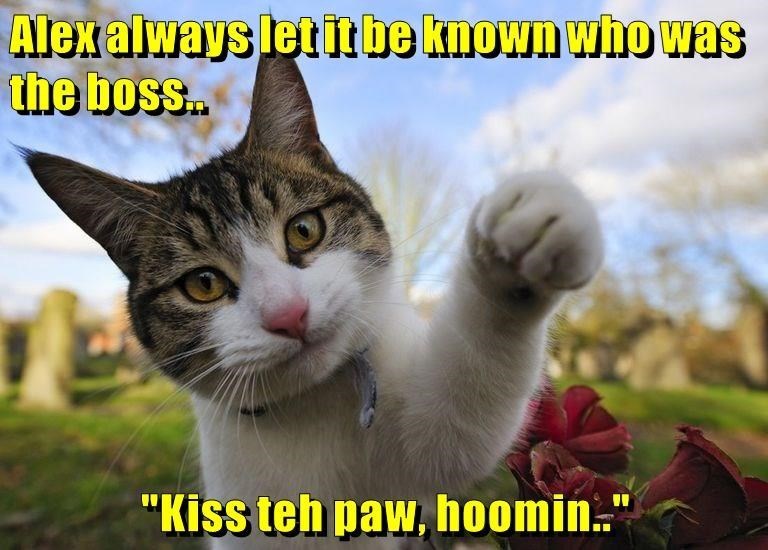 A funny meme of a cat telling the human to kiss his royal paw
