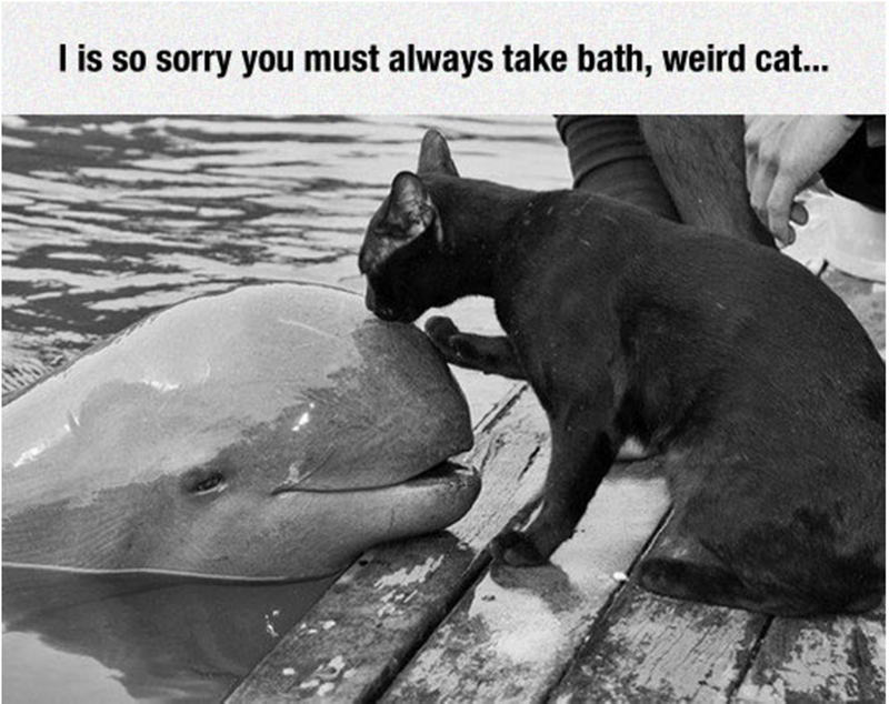 a funny picture of a black cat telling his new friend the dolphin who he thinks is a cat as well that he's sorry he has to take a bath all the time