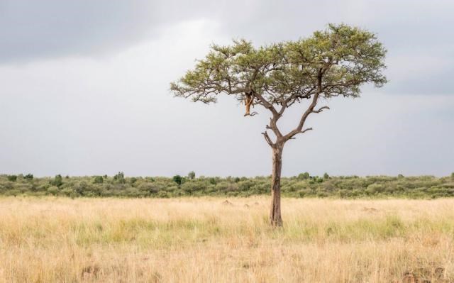 a picture of the safari and there is a leopard that is very hard to see climbing up the tree