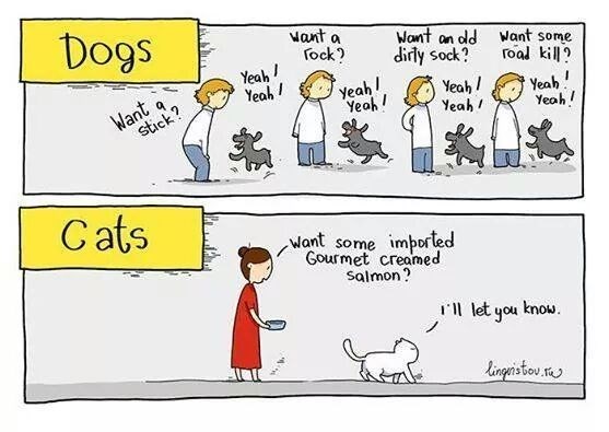 comics showing the difference between cats and dogs