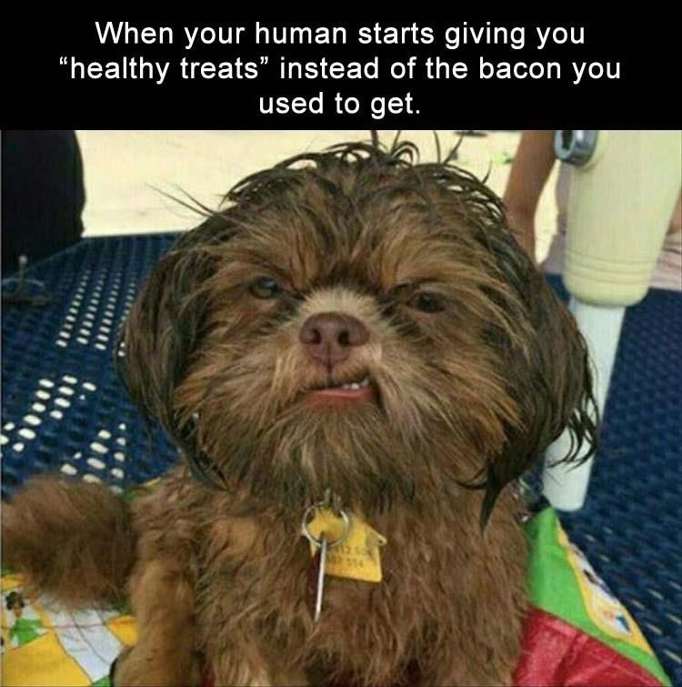 photo of dog not pleased of the change of food by his owner