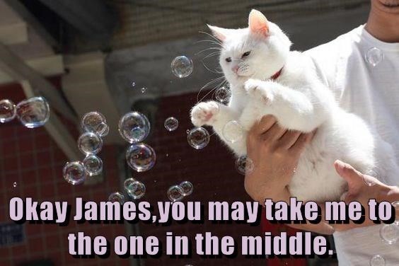 Funny cat meme of Cat calling his owner James and instructing him to take him to the middle bubble to perhaps pop it with his claws.