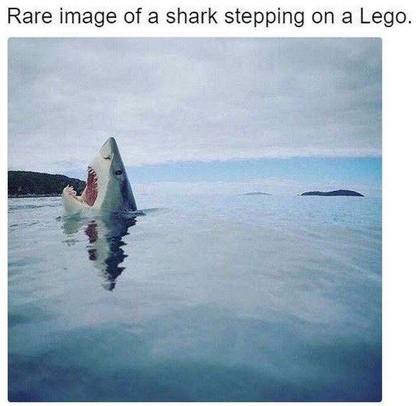 photo of a shark stepping on a lego