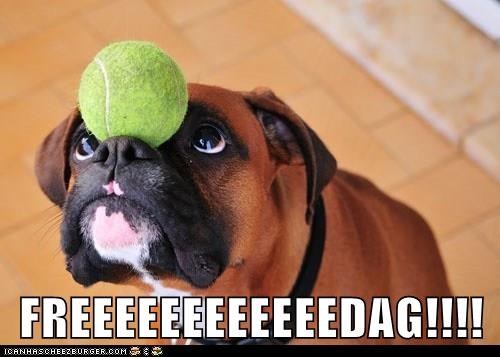 Cheezburger Image 9210811648