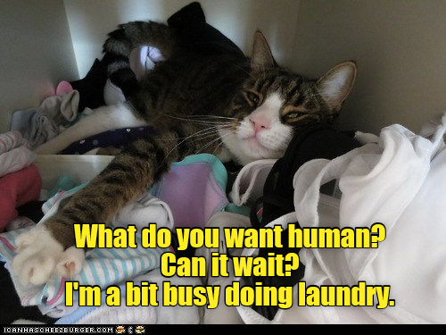 Cheezburger Image 9225539840