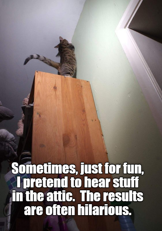 Cheezburger Image 9325206016