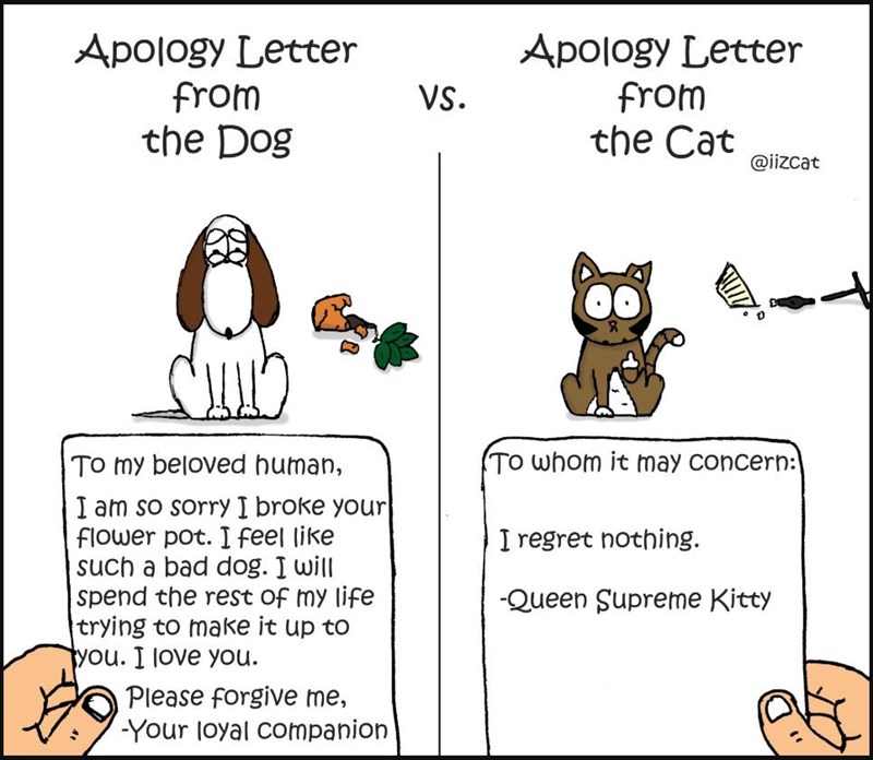 Cat Vs. Dog | Lolcats 'n' Funny Pictures - I Can Has Cheezburger? |  Bloglovin'