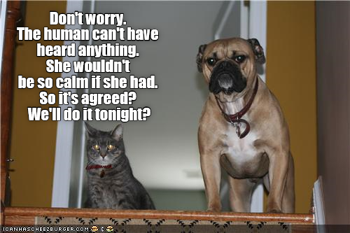 Cheezburger Image 9330261248