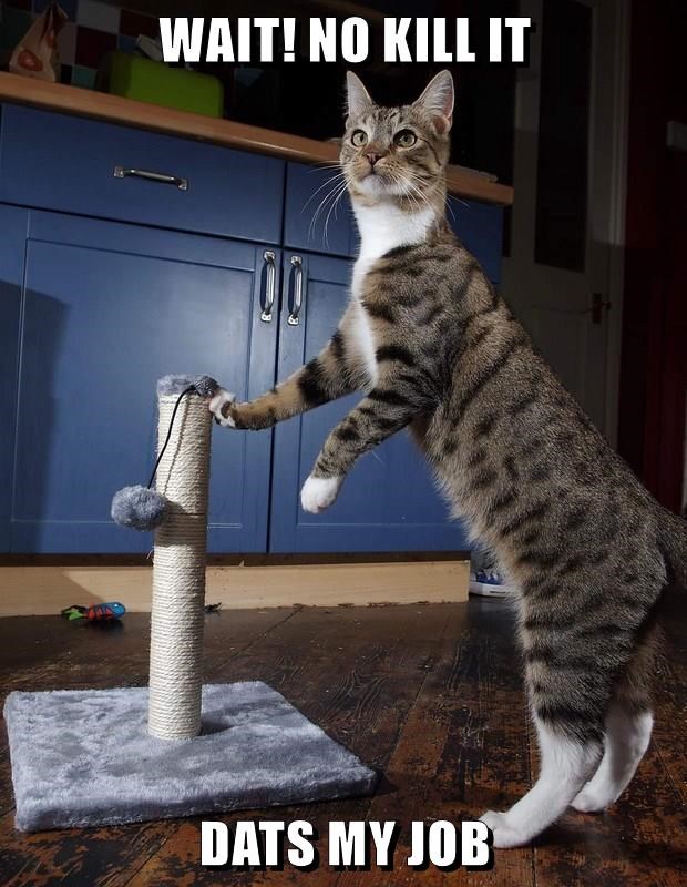 Cheezburger Image 9330282240