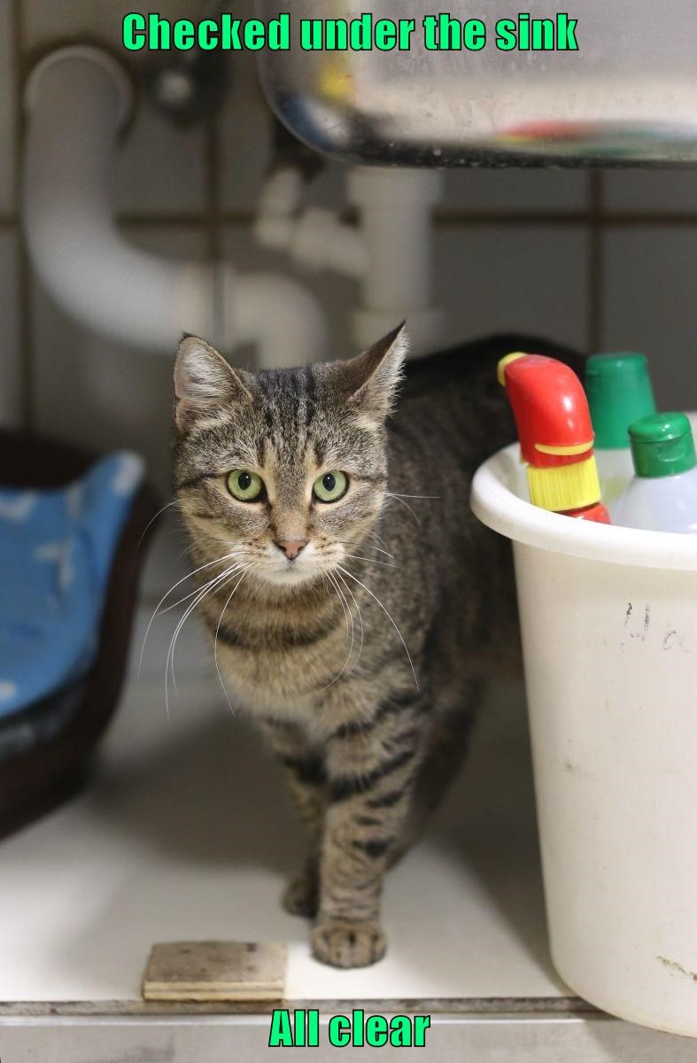 Cheezburger Image 9332515584