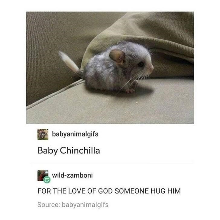 aww cute chinchilla - 9332571392