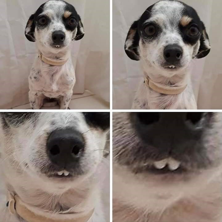 cute dog with an overbite