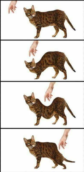 cat memes - 9338310144