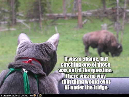 Cheezburger Image 9350850816