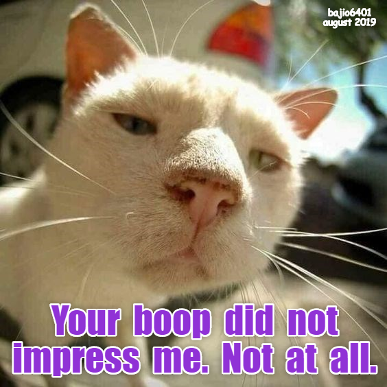 Cheezburger Image 9351951360