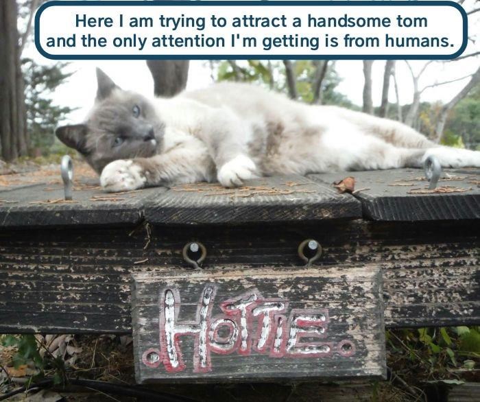 Cheezburger Image 9359729408