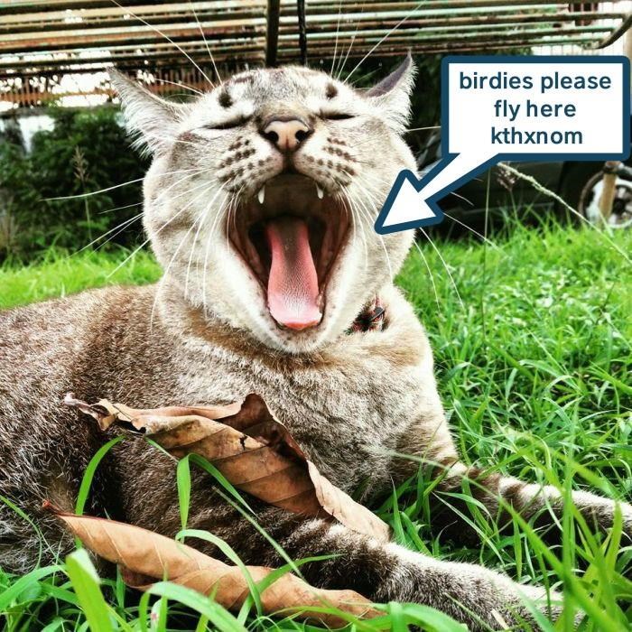 Cheezburger Image 9359737344