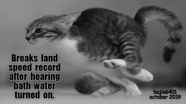 Cheezburger Image 9378173952