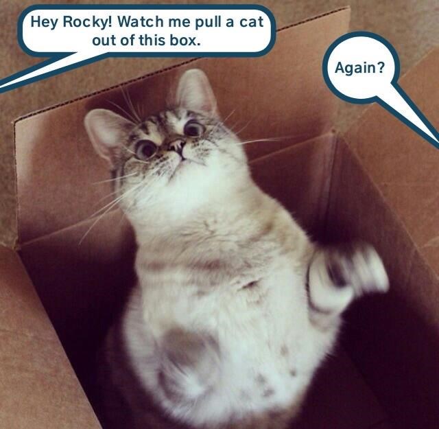 Cheezburger Image 9378758912