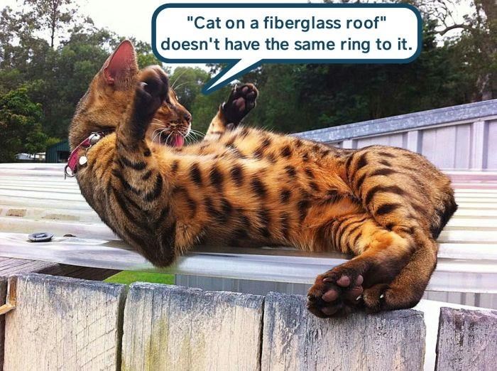 Cheezburger Image 9378808832