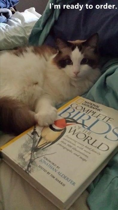 Cheezburger Image 9380229376