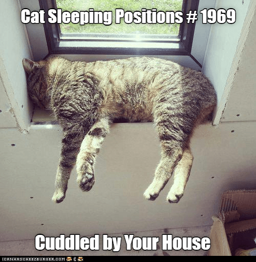 Cheezburger Image 9393411072