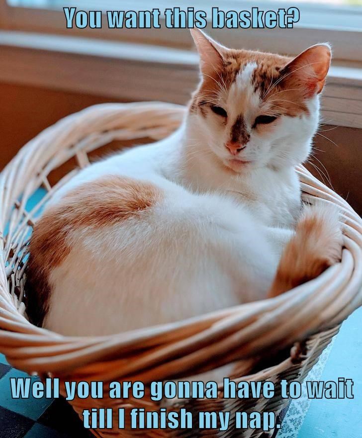 Cheezburger Image 9409308416