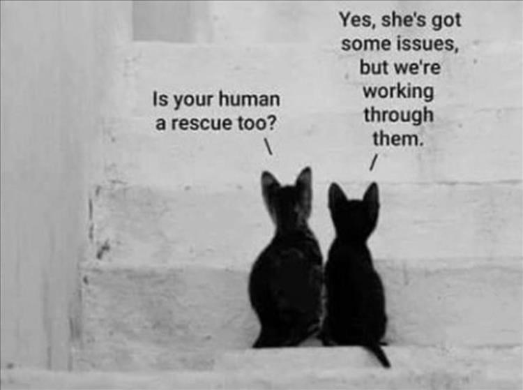 cute cat memes - 9542056960