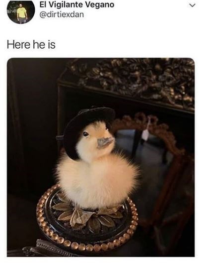 duck cute - 9542057984