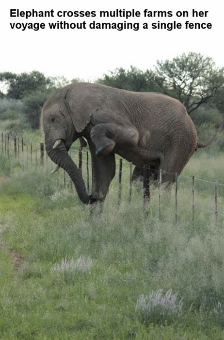 animal memes - 9596408832