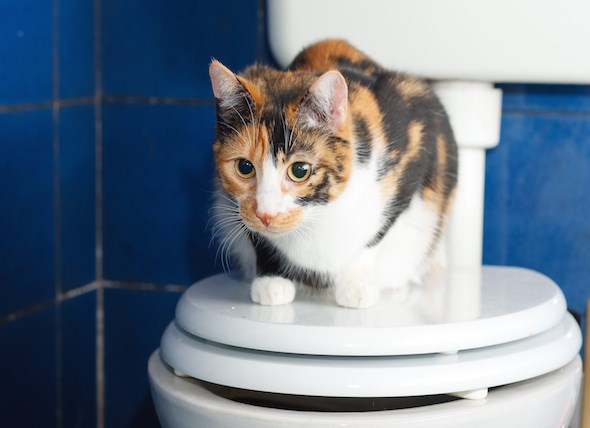 cat drank blue toilet water