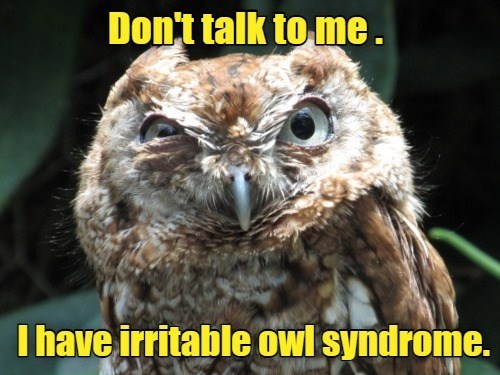 Cheezburger Image 9671215360