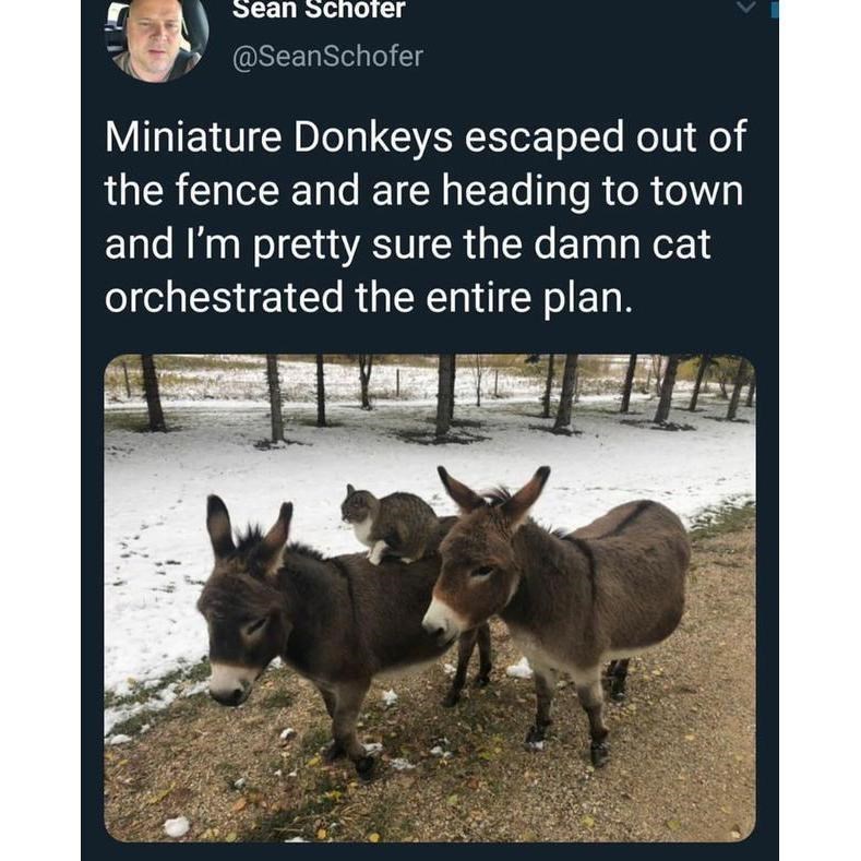 Ecorregión - Sean Schoter @SeanSchofer Los burros miniatura escaparon de la cerca y se dirigen a la ciudad y estoy bastante seguro de que el maldito gato orquestó todo el plan