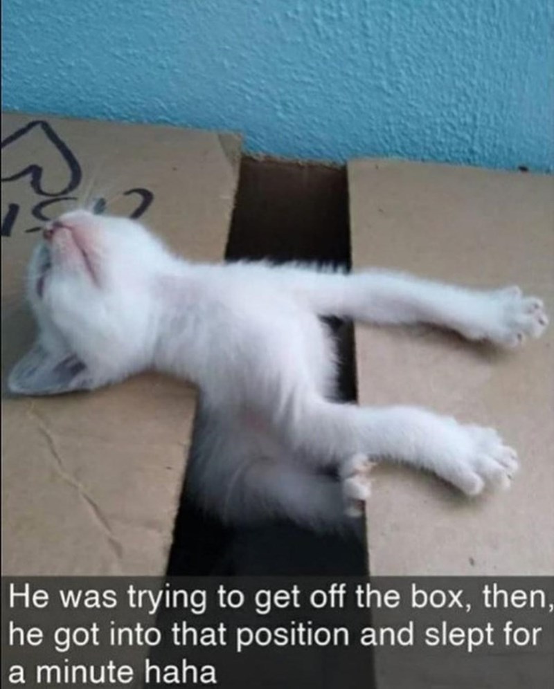 Gato - Estaba tratando de salir de la caja, luego se puso en esa posición y durmió un minuto jaja