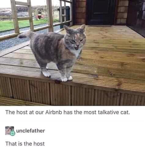Gato: el anfitrión de nuestro Airbnb tiene el gato más hablador. tíopadre Ese es el anfitrión