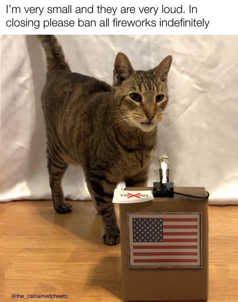 Gato: soy muy pequeño y hacen mucho ruido. Para terminar, prohíba todos los fuegos artificiales indefinidamente @the_catnamedcheeto ત્રય. નૈસાન