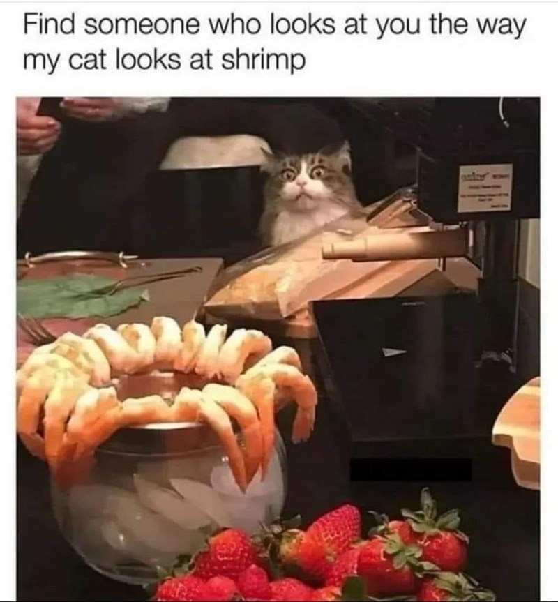 Comida: encuentra a alguien que te mire como mi gato mira los camarones HH