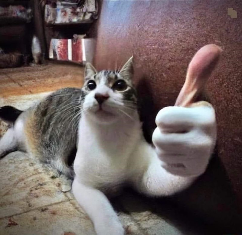 30 Hilarious Cat Memes That Were Clearly Created By Cat Owners For 