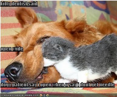 kitty dentist said  open wide dogy patient say i open when u say i dont get needle