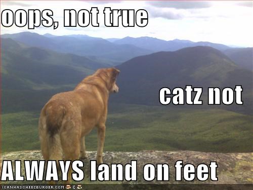 oops, not true catz not ALWAYS land on feet